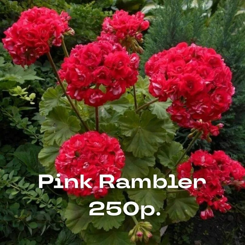 Пеларгония пинк розебуд. Пеларгония розебуд ред. Герань garnet rosebud. Рамблер пеларгония фото и описание. Герань пинк рамблер.