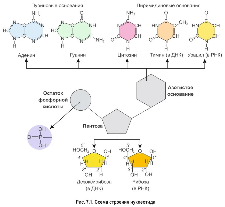 Нуклеоиды рнк. Строение полинуклеотидной Цепочки РНК. Строение полинуклеотидной Цепочки ДНК. Строение нуклеотида ДНК И РНК. Строение нуклеиновых кислот биохимия.