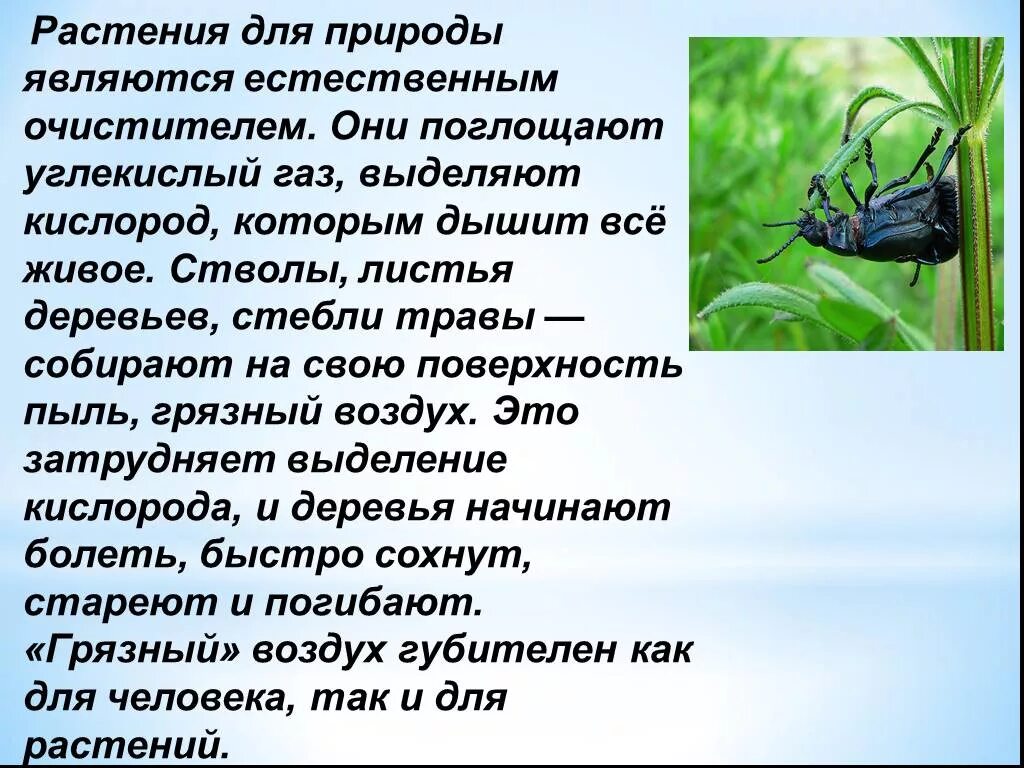 Без растений не могут жить. Может ли человек жить без растений. Растения в природе являются. Может ли человек жить без природы доклад. Сочинение на тему жизнь на земле без растений.