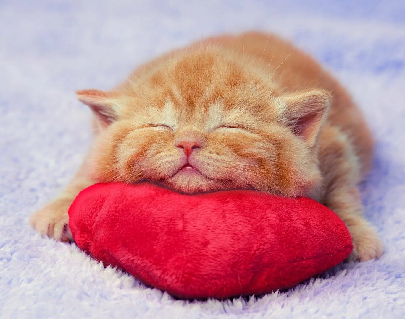 Спящие котики. Спящий котенок. Рыжий котенок с сердечком.