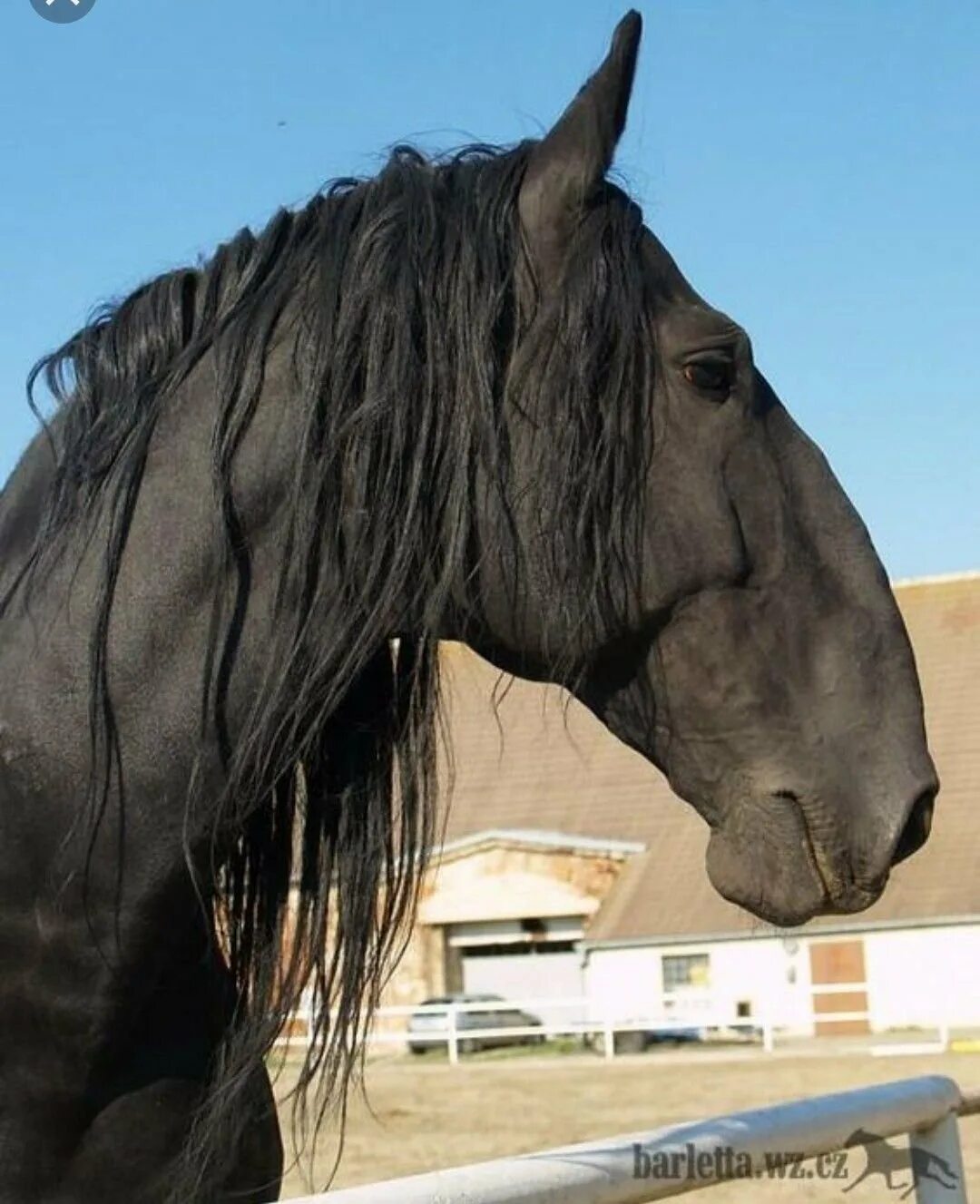 Кладрубская лошадь. Кладрубская порода лошадей. Вороная кладрубская лошадь. Чешская порода лошадей старокладрубская. Кладрубер порода лошадей.
