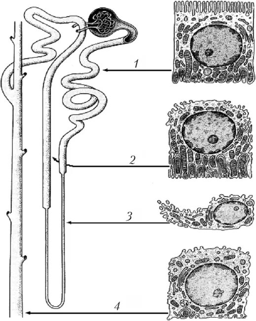 Строение нефрона гистология. Эпителий проксимального канальца нефрона почки. Проксимальный извитой каналец нефрона гистология. Почечные канальцы гистология. Клетки нефронов почек