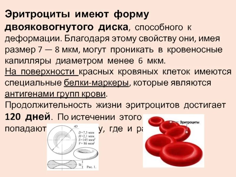 3 признака эритроцитов. Эритроциты функция форма строение. Эритроциты форма двояковогнутого диска. Эритроциты, имеющие форму двояковогнутого диска. Двояковуонутая ыорма эритроуита.