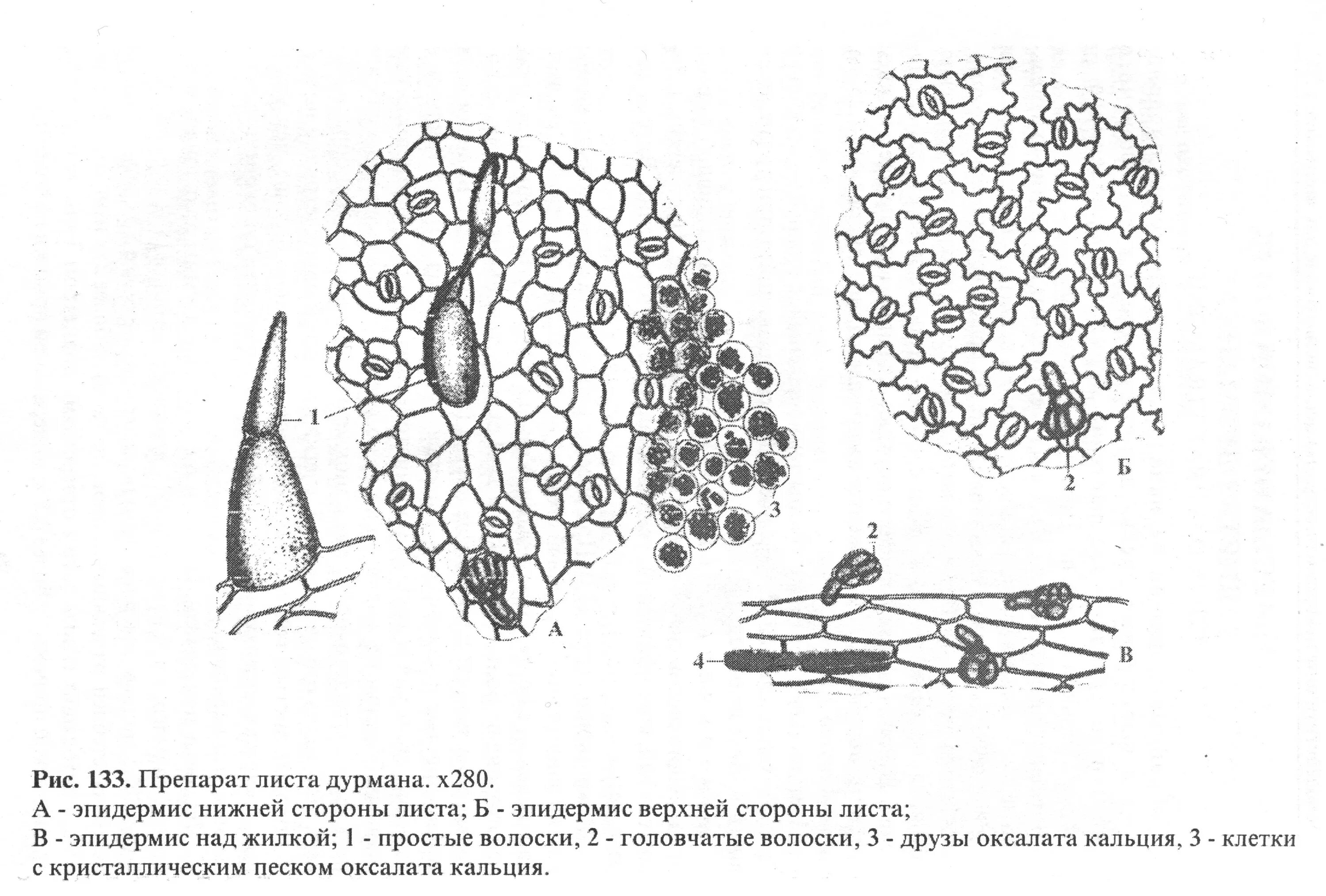 Микроскопия листа красавки обыкновенной. Микроскопия листа дурмана. Микроскопия листьев дурмана. Лист белены черной микроскопия.