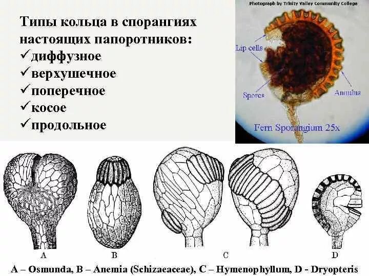 Строение спорангия папоротника. Кольцо спорангия папоротника. Строение спорангия. Структура спорангий.