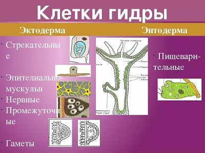 Большое количество межклеточного вещества образуется из эктодермы