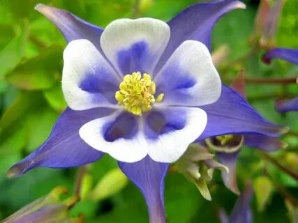 Фф aquilegia