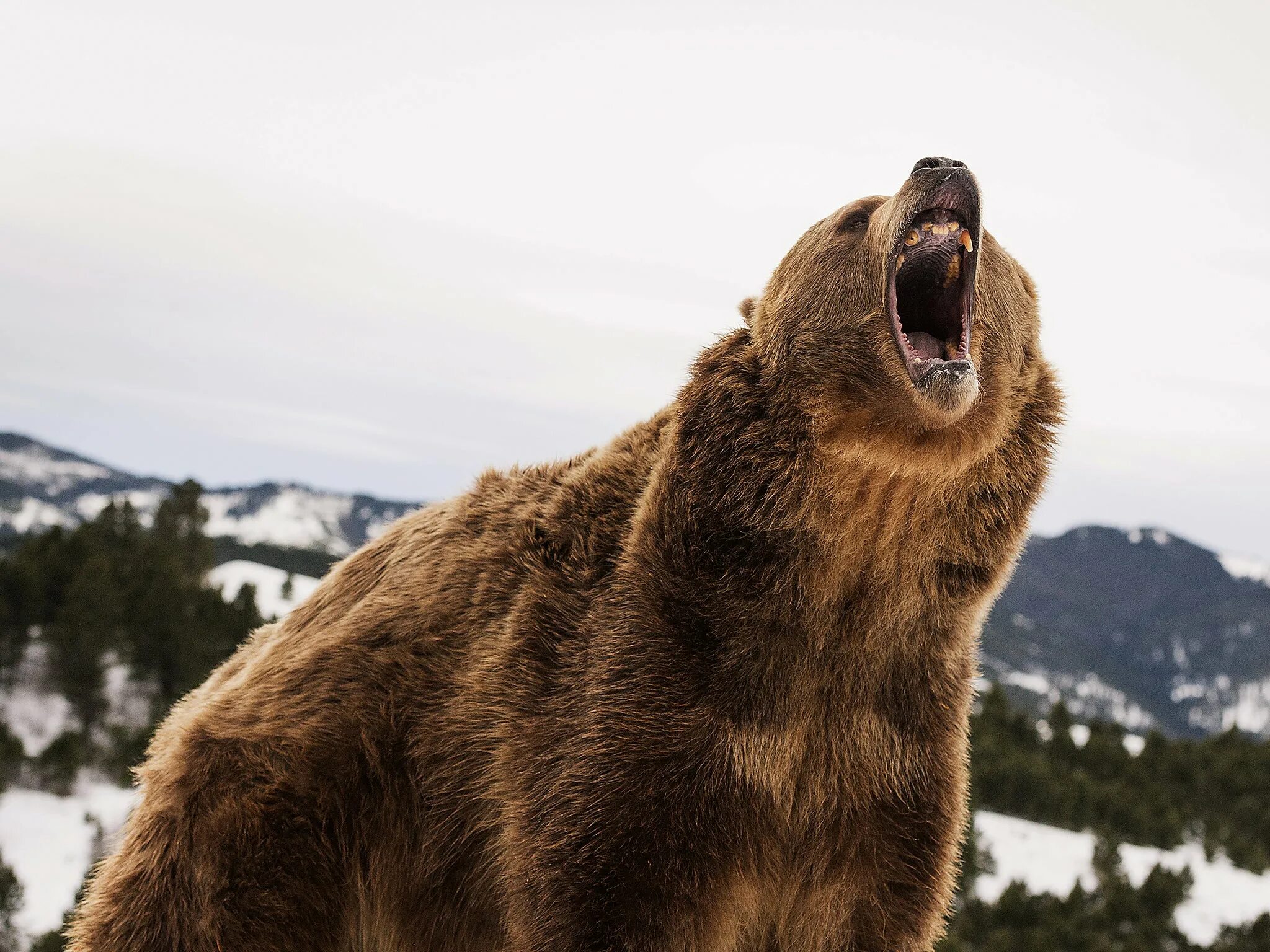 He can t bear. Северная Америка медведь Гризли. Грозный медведь Гризли. Медведь Гризли злой. Грозный бурый медведь.