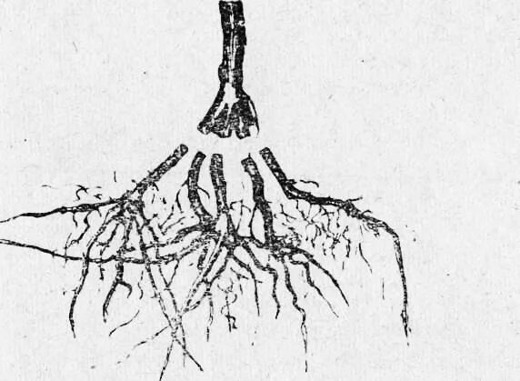 Вырастешь какой корень. Корни яблони. Яблоня Спартан корневая система. Корневая система груши дички.