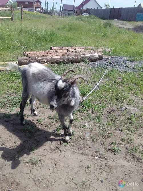 Коза красноярский край. Продам козу. Коза-дереза ферма в красноярске. Зааненские козы. Коза красноярский край.