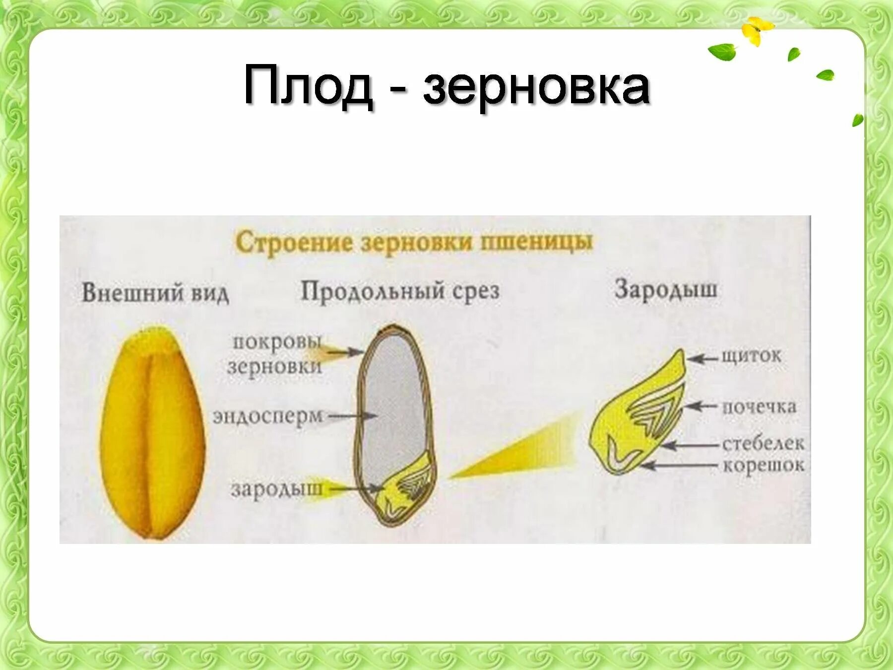 Овес двудольный. Строение плода зерновки злаковых. Плод Зерновка строение. Строение плода зерновки пшеницы. Плод у растения пшеница Зерновка.