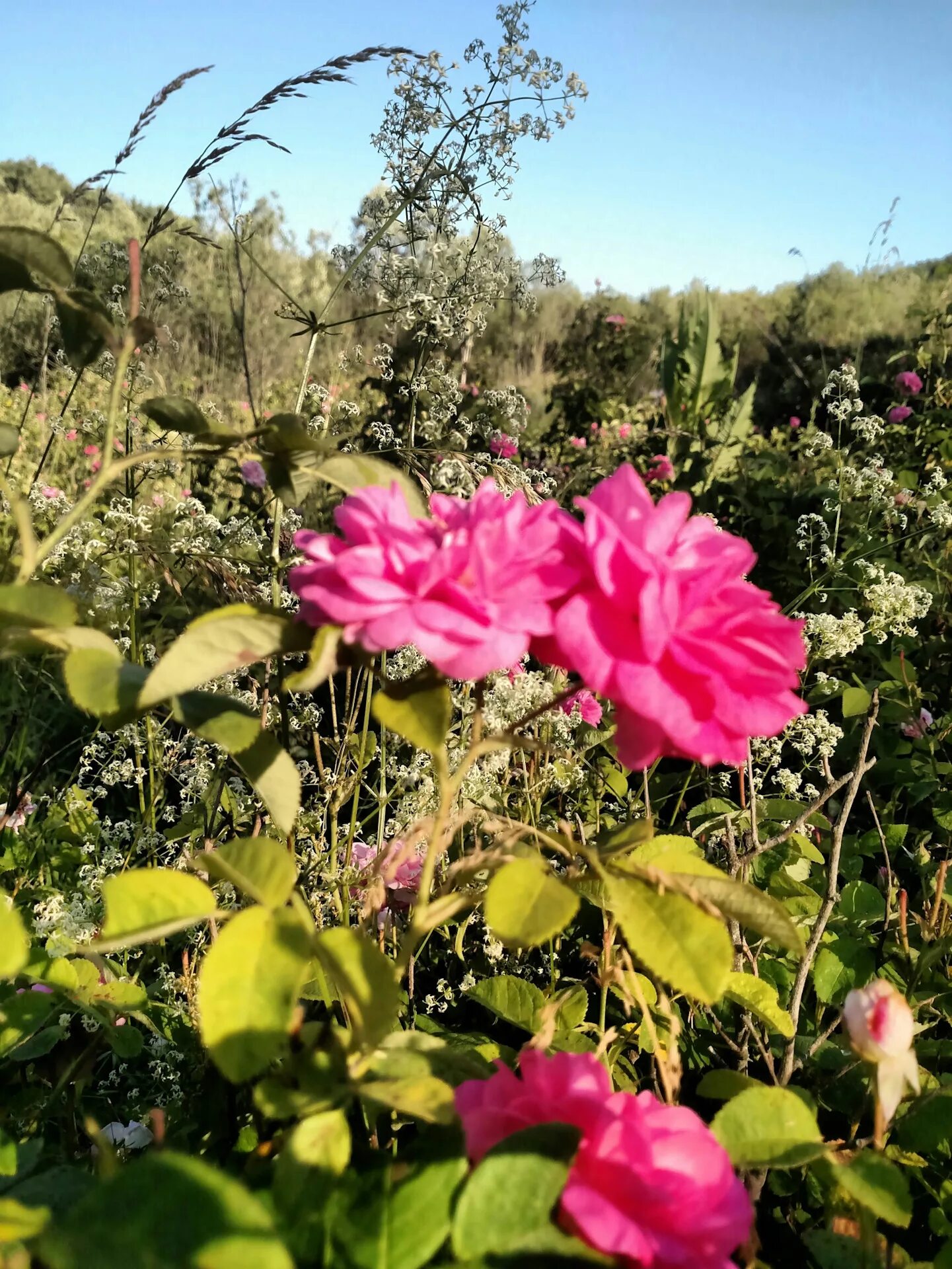 Долина роз Болгария.