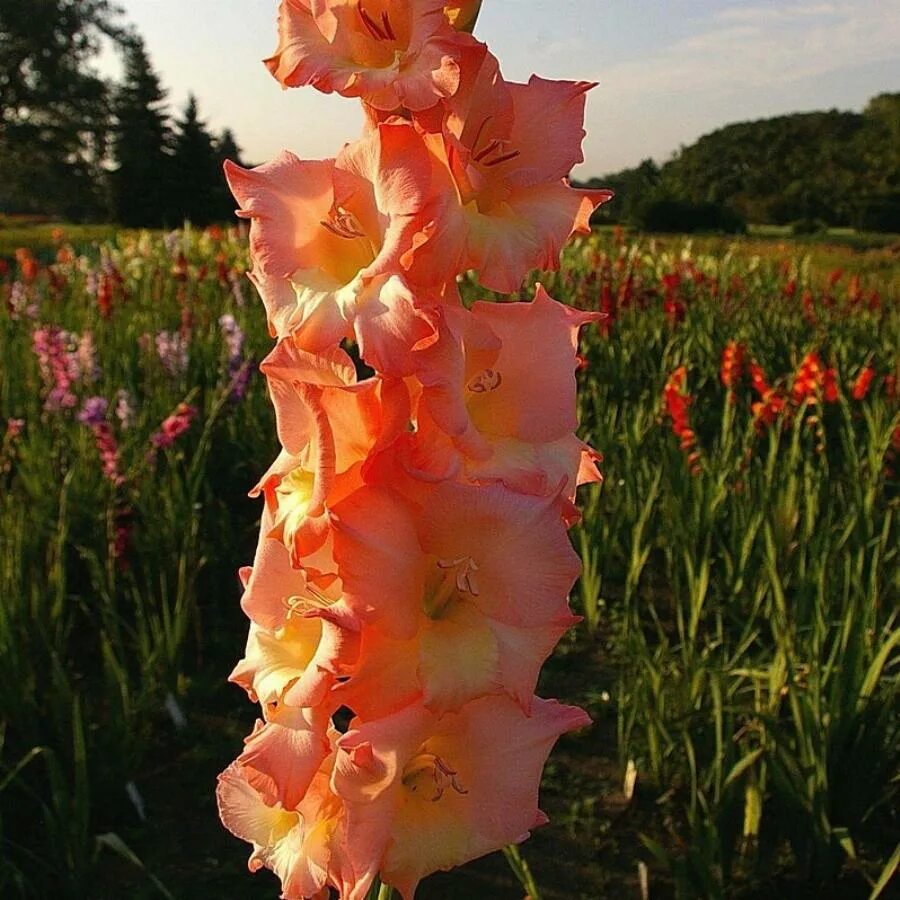 Песня гладиолусы семенович слушать. Гладиолус гибридный (Gladiolus 'Apollo').