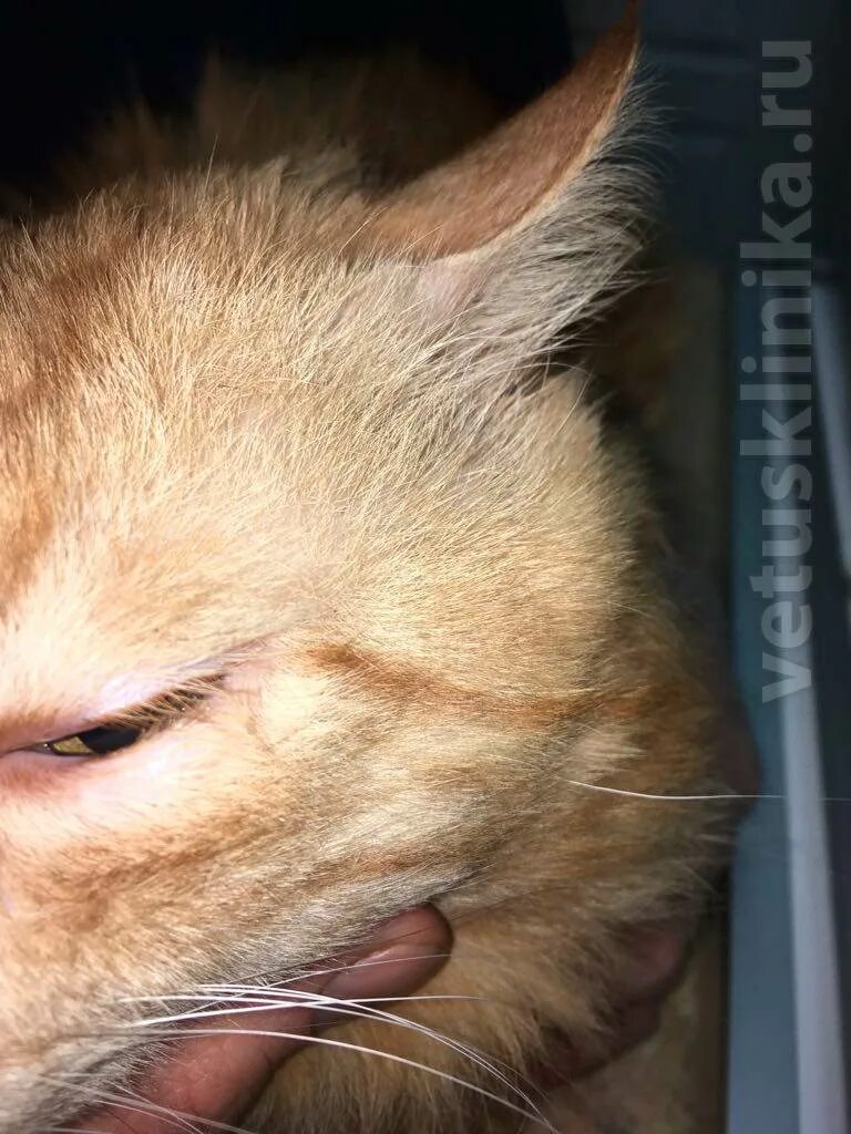 Заворот век у кошки: симптомы, лечение, уход