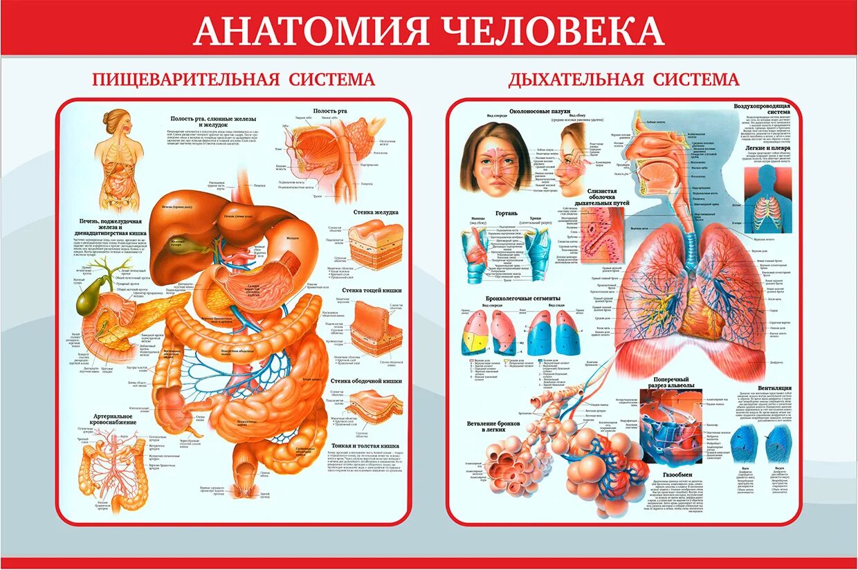 Медицинские плакаты. Плакаты медицинские анатомические. Плакат по хирургии. Плакат анатомия человека. Анатомия человека пособия