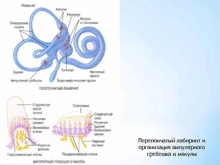 Схема строения органа равновесия. Ампулярные гребешки вестибулярного отдела. ампулярные гребешки внутреннего уха. ампулярный гребешок строение. схема строения ампулярного гребешка гистология.