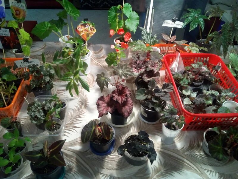 ярмарка цветов краснодар. название выставки про цветы. выставка цветов в краснодаре в галактике. цветочная выставка ботанического питомника flower краснодарского. выставочная экспозиция цветов.