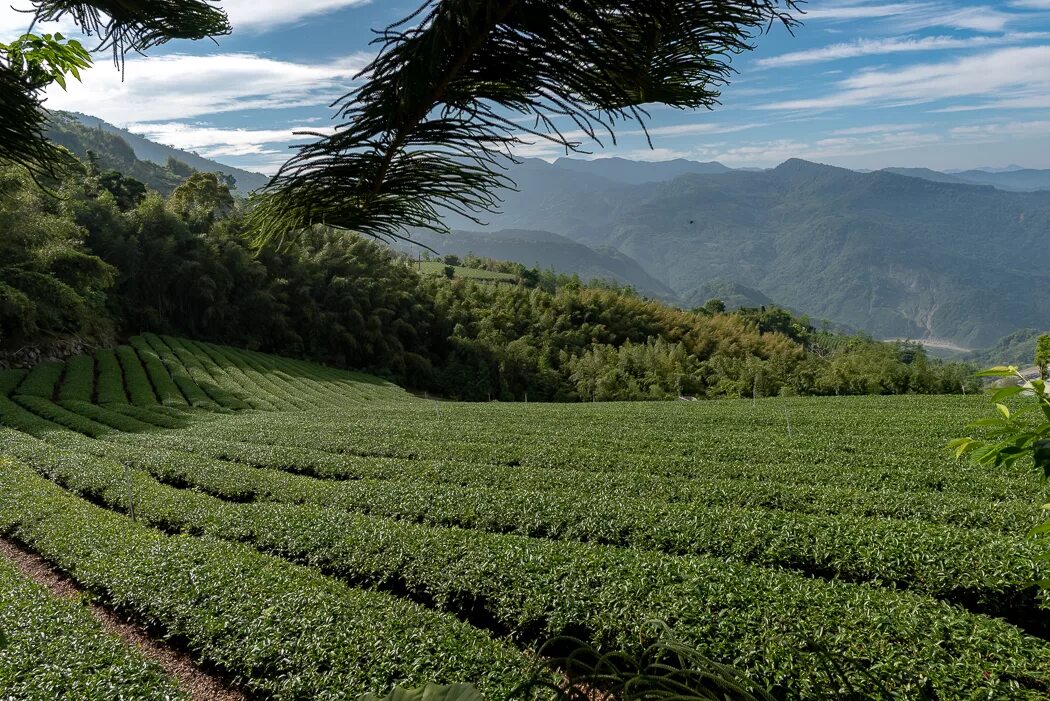 Виды плантаций. Алишань Тайвань. Тайвань чайные плантации. Алишань плантации. Чайная плантация Эквадор.