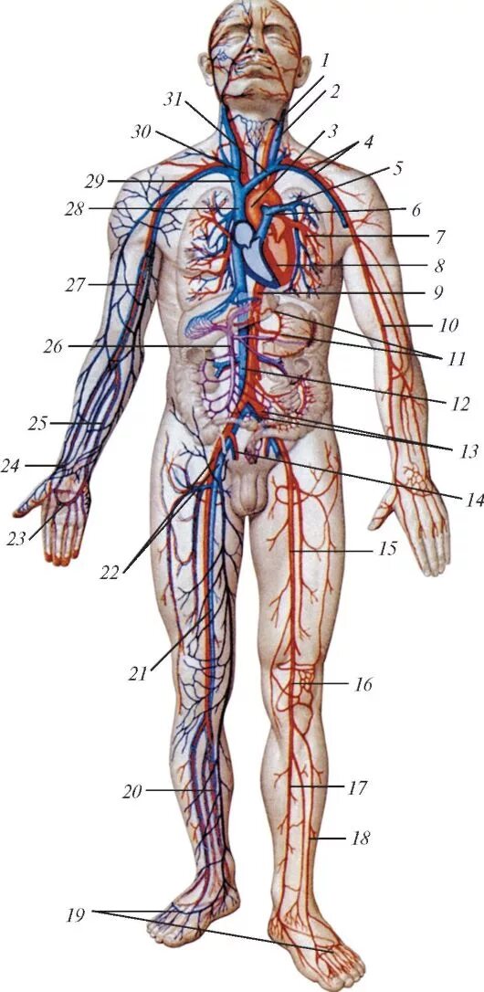 Сердечно-сосудистая система человека вена артерия. Строение артерии вены и капилляры. Под которым расположены кровеносные сосуды и. Таблица сосуды вены артерии. Строение артерии вены и капилляры.