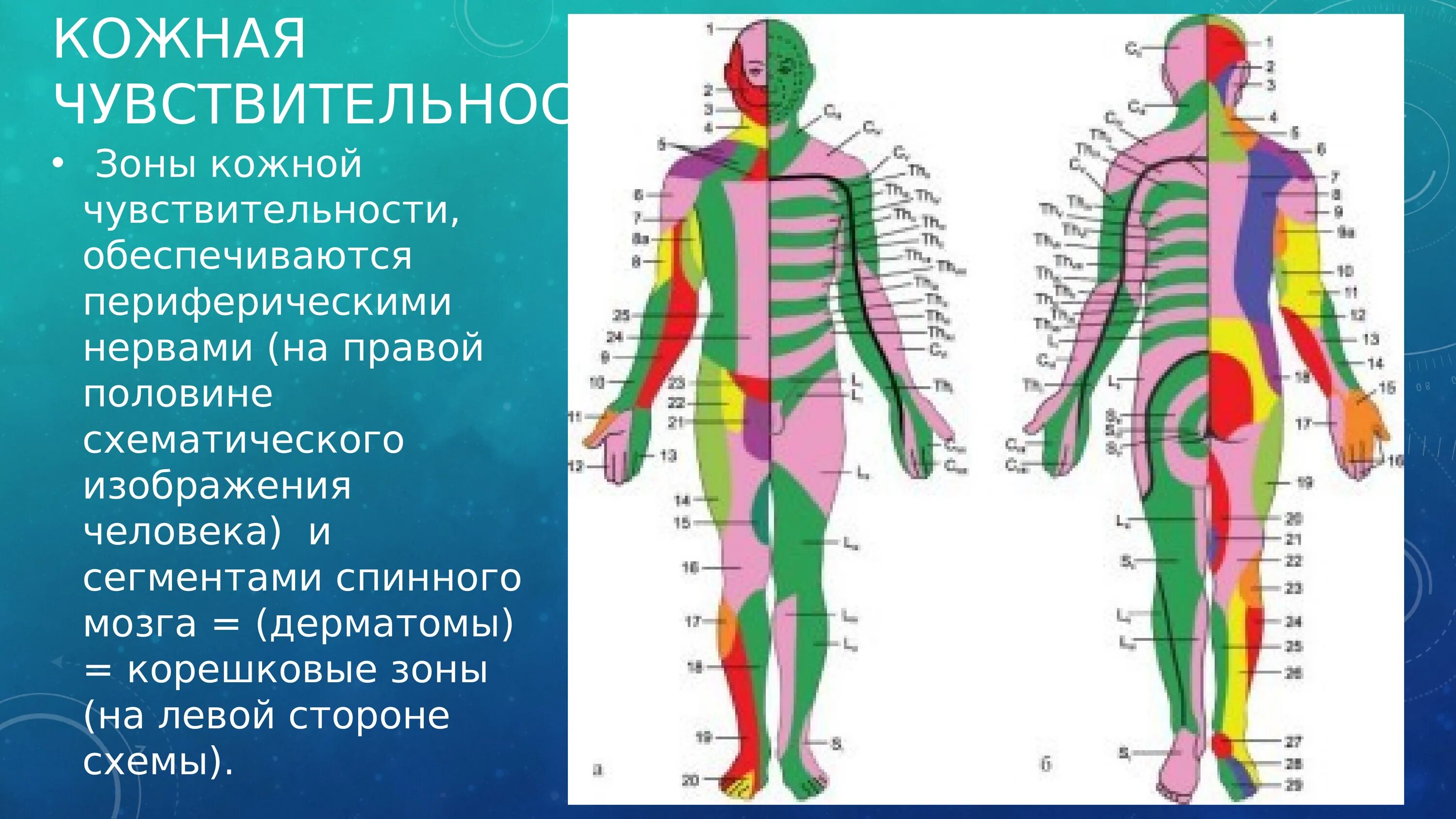 Схема сегментарной иннервации кожи. Тактильный анализатор схема. Оценка тактильной чувствительности. Схема иннервации спинномозговых нервов. Зона иннервации l5.