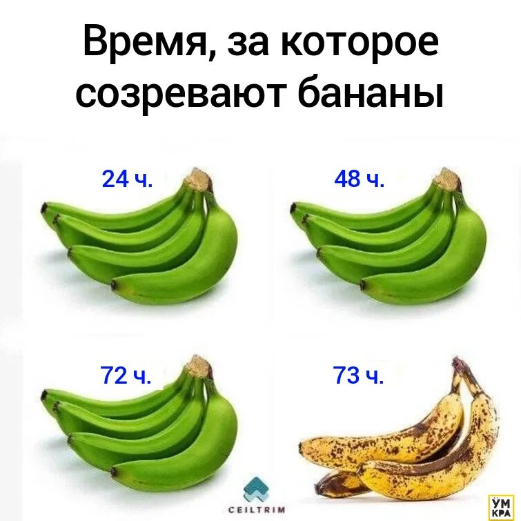 Какие бананы полезнее зеленые или. Зрелость бананов. Созревание бананов. Стадии зрелости банана. Бананы по степени зрелости.