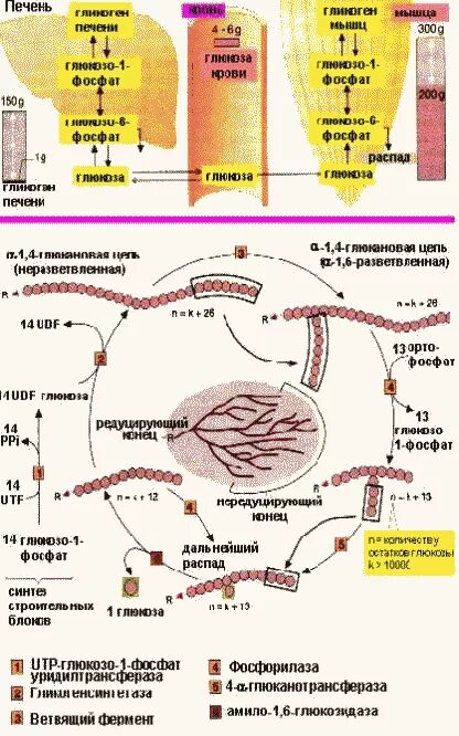 Печень запасает гликоген. Гликоген в печени. Глюкоза гликоген печень. Гликоген вырабатывает печень. Катаболизм Глюкозы в печени.