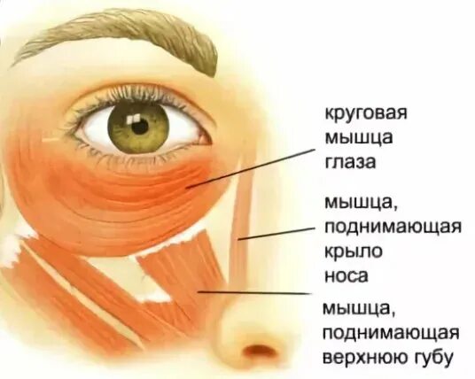 Мышцы под глазами. Круговая мышца глаза. строение круговой мышцы глаза. строение вокруг глаза. круговая мышца глаза анатомия.
