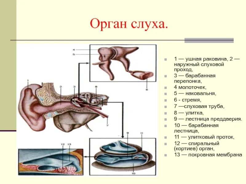 Барабанная перепонка овальное окошко стремечко. Орган слуха ушная раковина. Ушная раковина наружный слуховой проход барабанная перепонка. Орган слуха анатомия. Орган слуха молоточек наковальня.