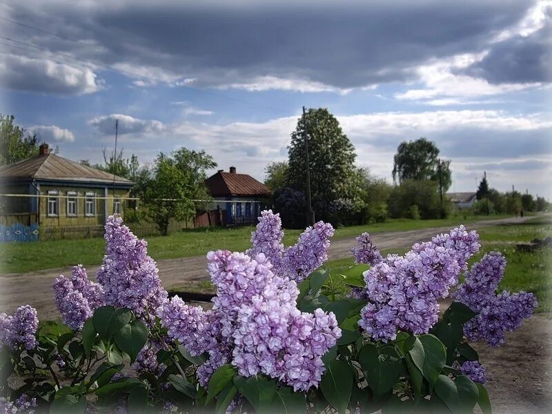 Шахматово сирень. Сирень в деревне. Весенний деревенский пейзаж. Сирень домой