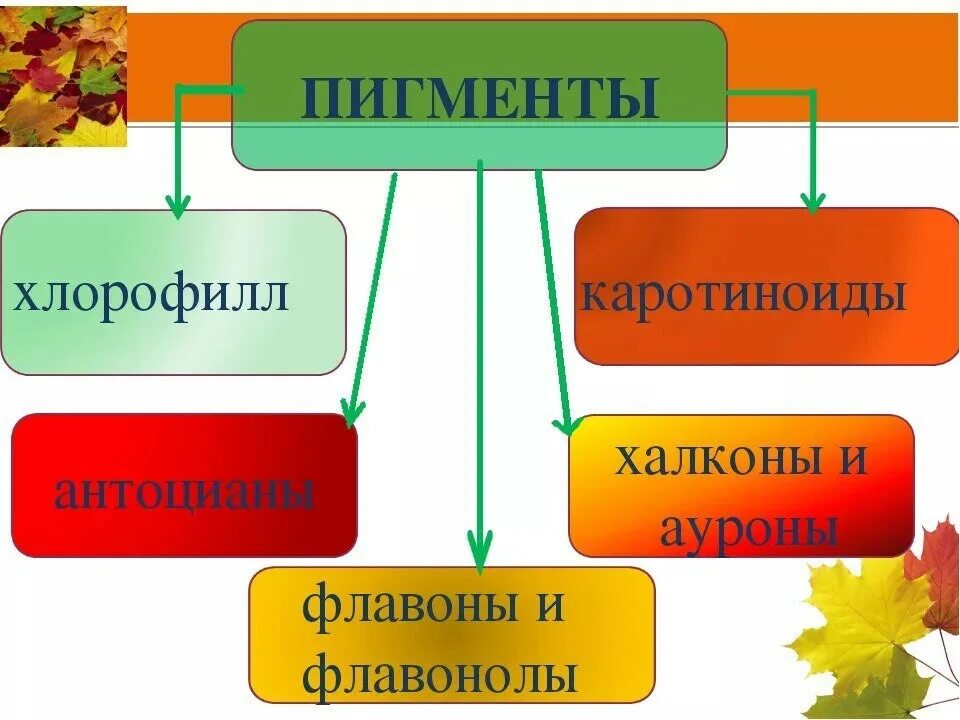 Пигменты цвета в растениях. Пигменты растений. Пигменты это в биологии. Классификация растительных пигментов. Пигменты и их названия растений.