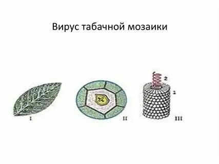 Ивановский листья табака