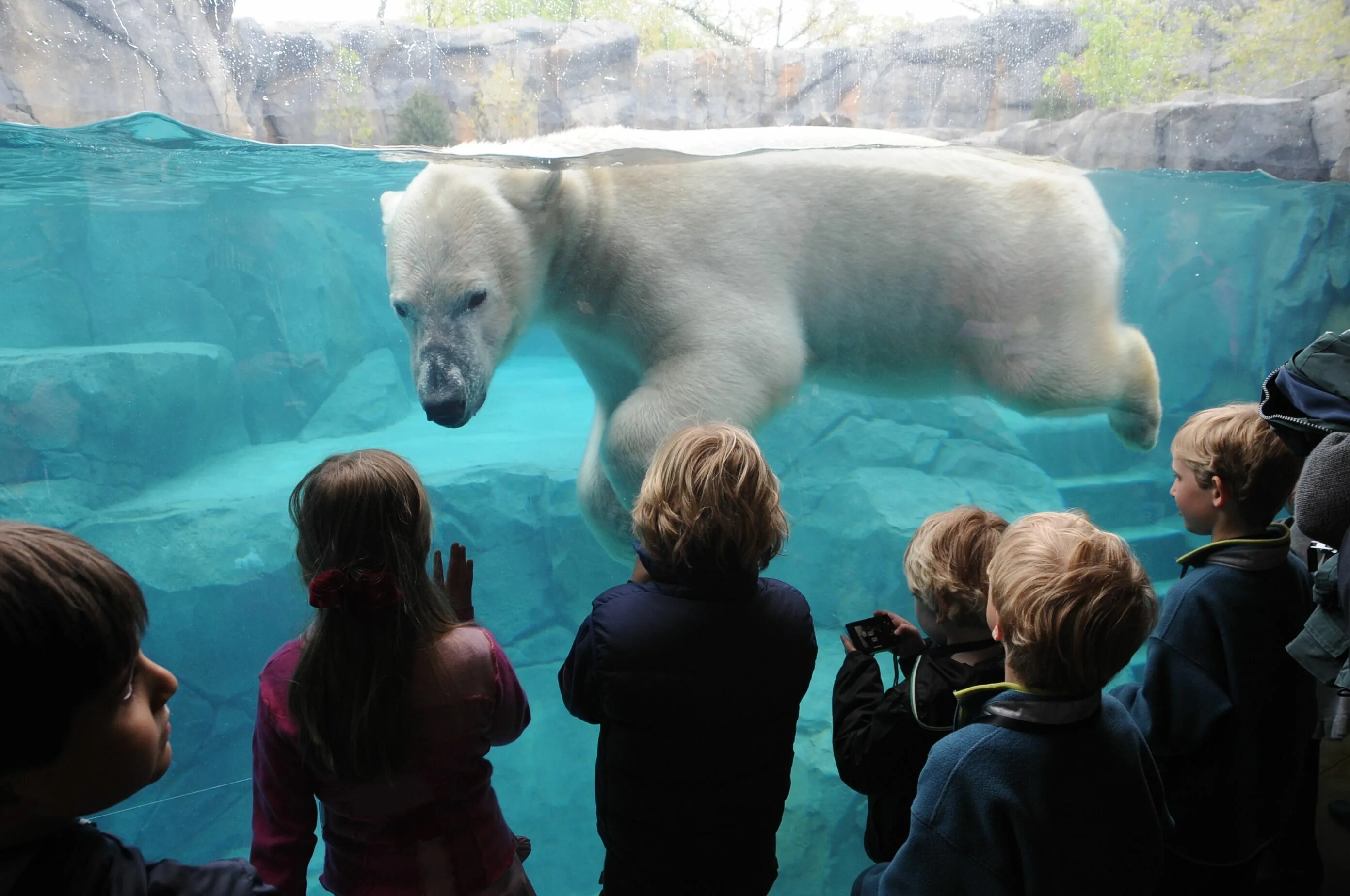 Посетив зоопарк мной были сделаны фотографии животных. Белый медведь в Московском зоопарке. Аляскинский зоопарк Аляска. Московский зоопарк Полярный медведь. Ленинградский зоопарк океанариум.