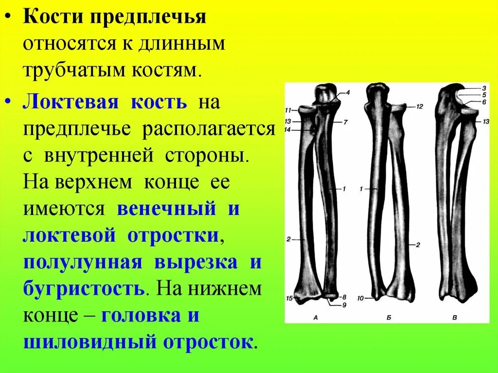 Кости предплечья соединение. Кости предплечья кость анатомия. Локтевая кость анатомия человека. Анатомия костей локтевой кости. Кости предплечья анатомия человека.