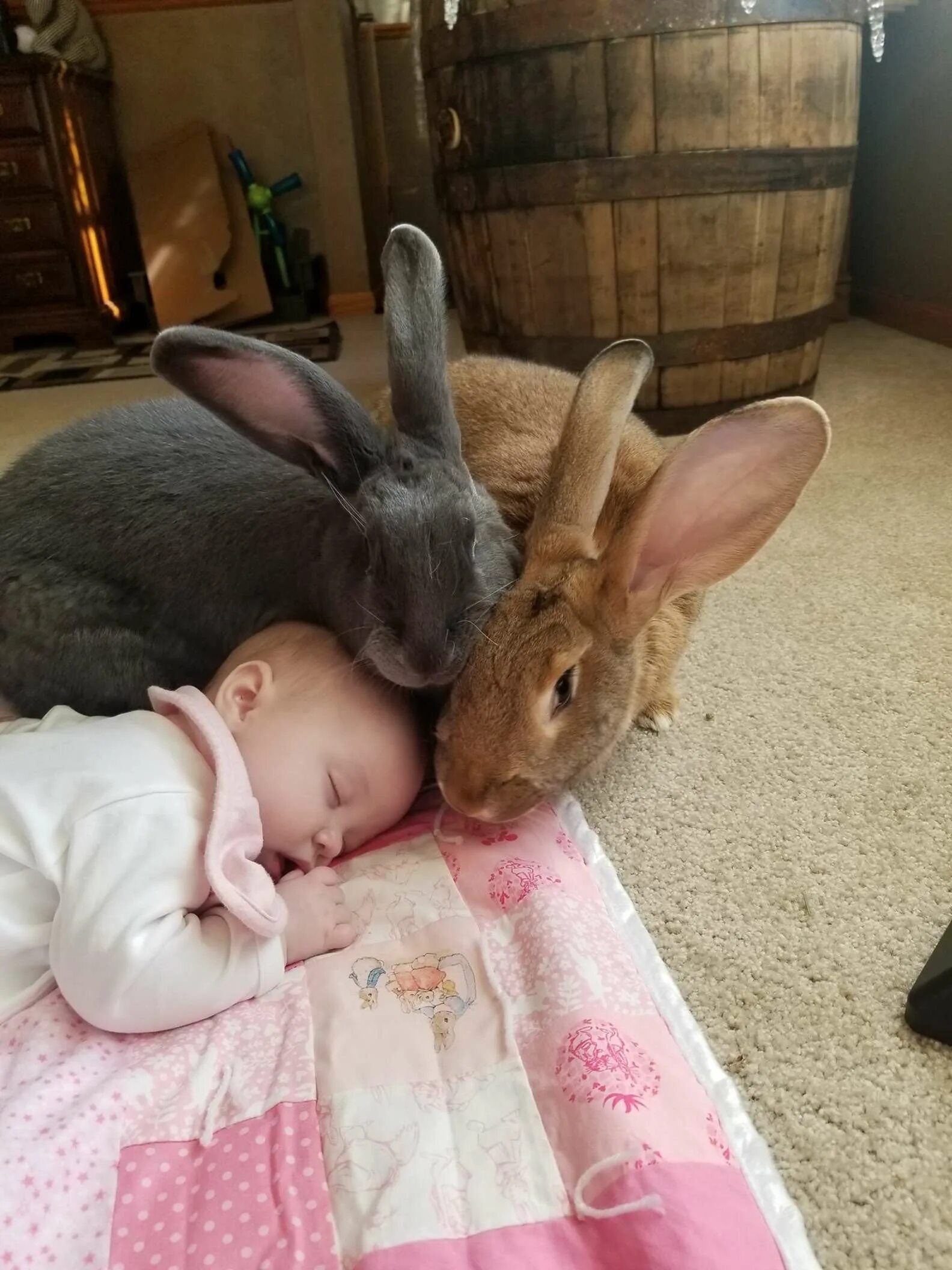 Женщина родила кроликов. Flemish giant Rabbit. Кролики домашние. Новорожденные крольчата.