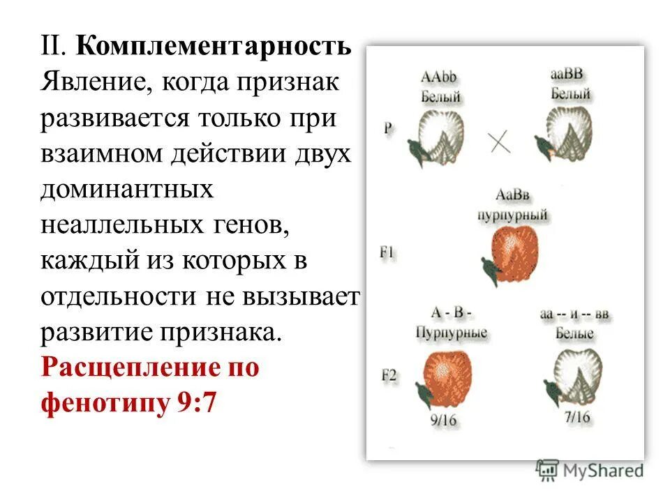 Комплементарность характер взаимодействия. Задачи на комплементарность с решением генетика. Расщепление эпистаз комплементарность. Неаллельные гены комплементарность. Генетические схемы комплементарности.