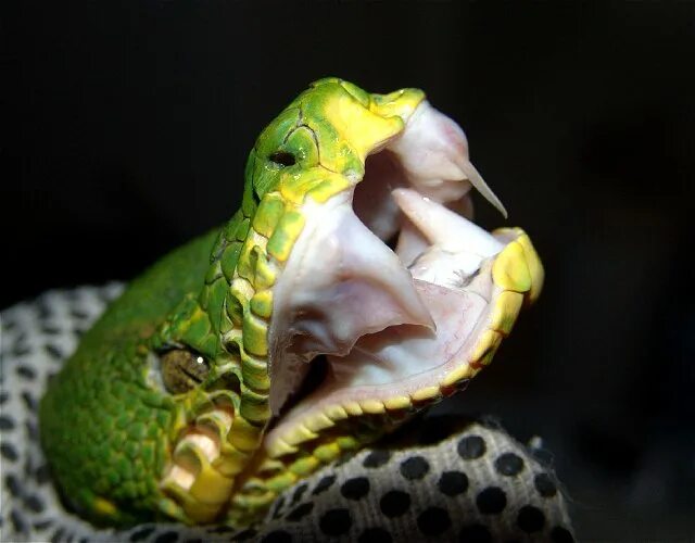 У змеи есть зубы. Собакоголовый удав. собакоголовый питон. corallus caninus. corallus caninus зубы.
