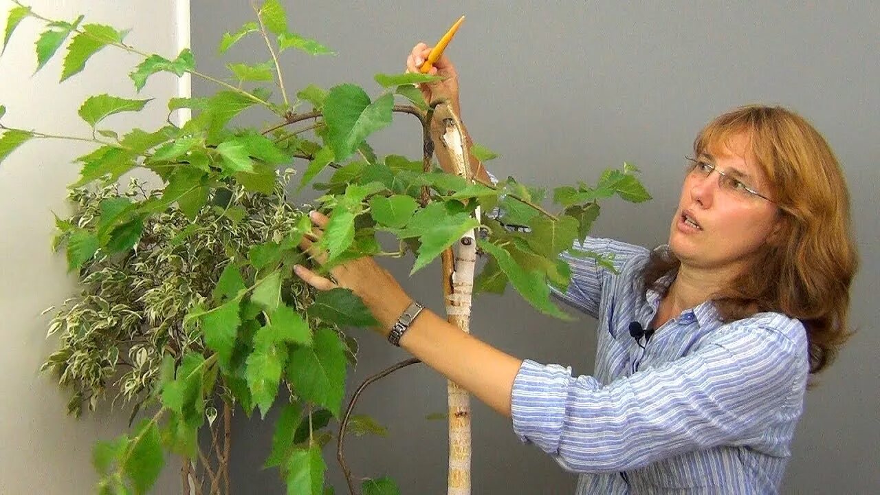 Гнуть березу. Формирование кроны березы обыкновенной. Гнуть березу. Изогнутые березы. Береза повислая youngii.