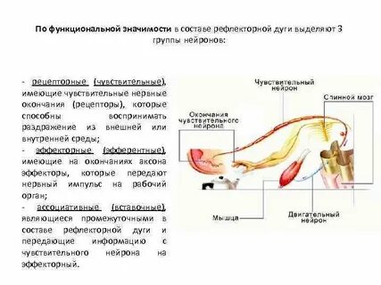 Из каких нейронов состоит рефлекторная дуга безусловного