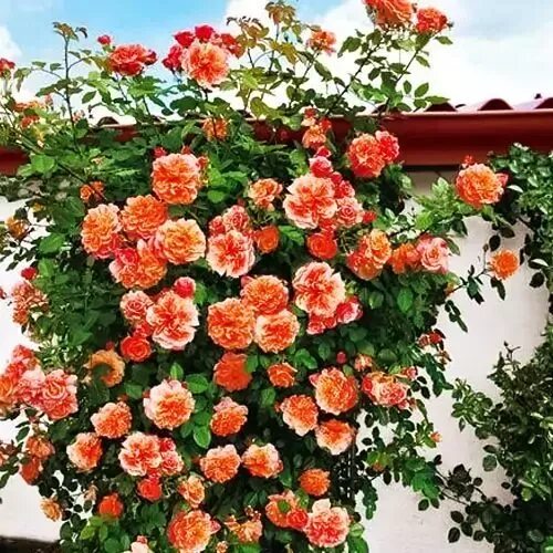 Фото-Helen-Aloha