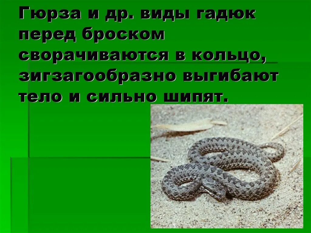 Тип гадюка