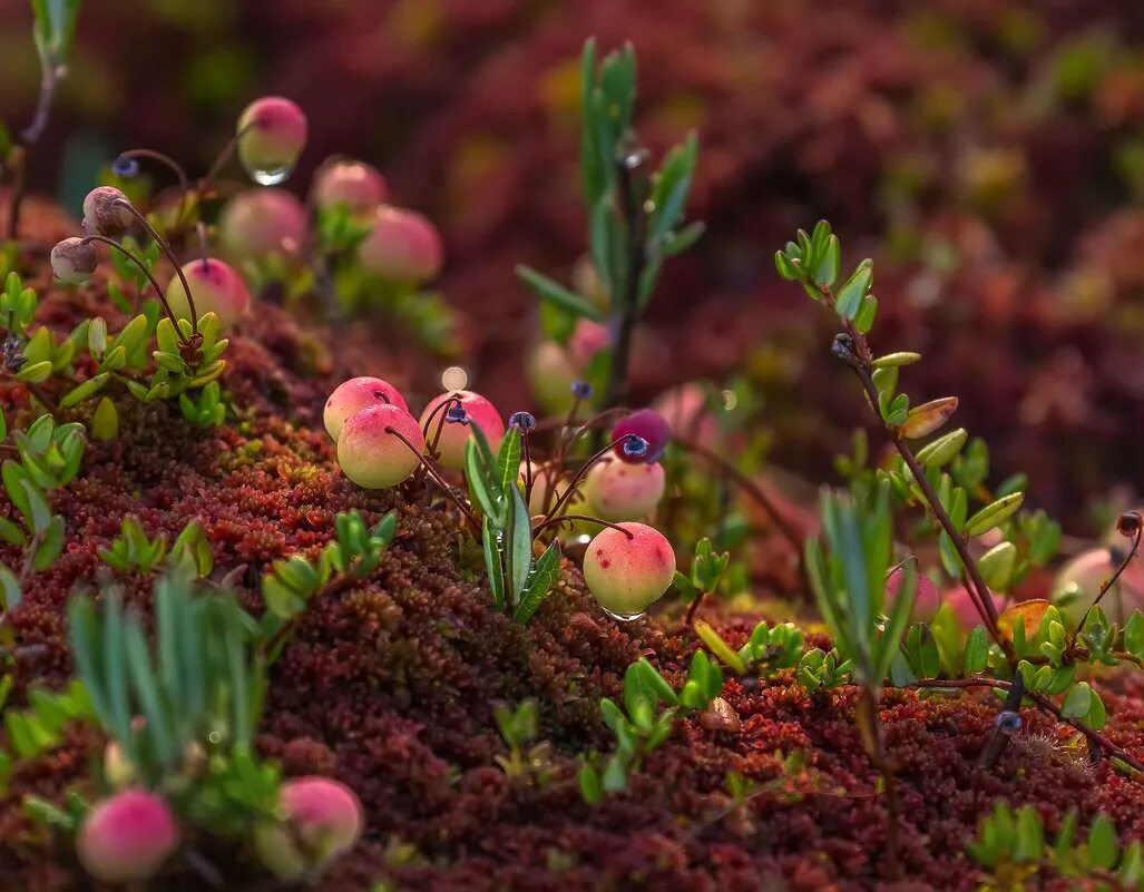 Растительный мир ленинградской. Травы ленинградской области. Растительный мир ленинградской. Растительный мир ленинградской. Вереск в карелии.