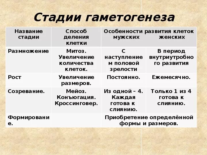 Таблица стадии развития половых клеток. Гаметогенез стадии характеристика. Этапы гаметогенеза. Особенности гаметогенеза.