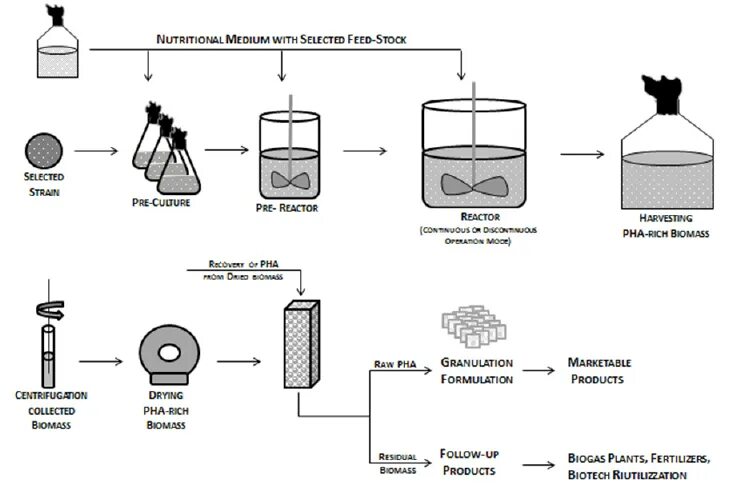 Модель biomass. Клонирование биореактор. Pha метод. Процесс диспергации схематично.