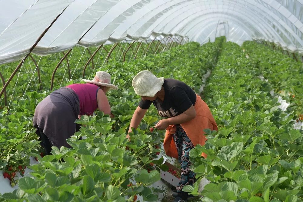 Есть работа теплицу. Рабочие в теплице. Овощеводы в теплицах. Есть работа теплицу. Есть работа теплицу.