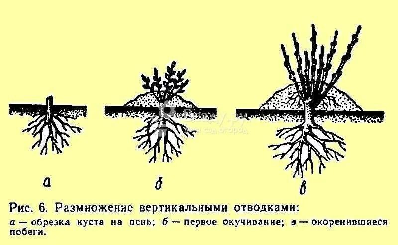 Как размножить смородину от куста. Размножение отводками смородины схема. Посадка смородины отводками. Вегетативное размножение крыжовника отводками. Схема размножения вертикальными отводками.