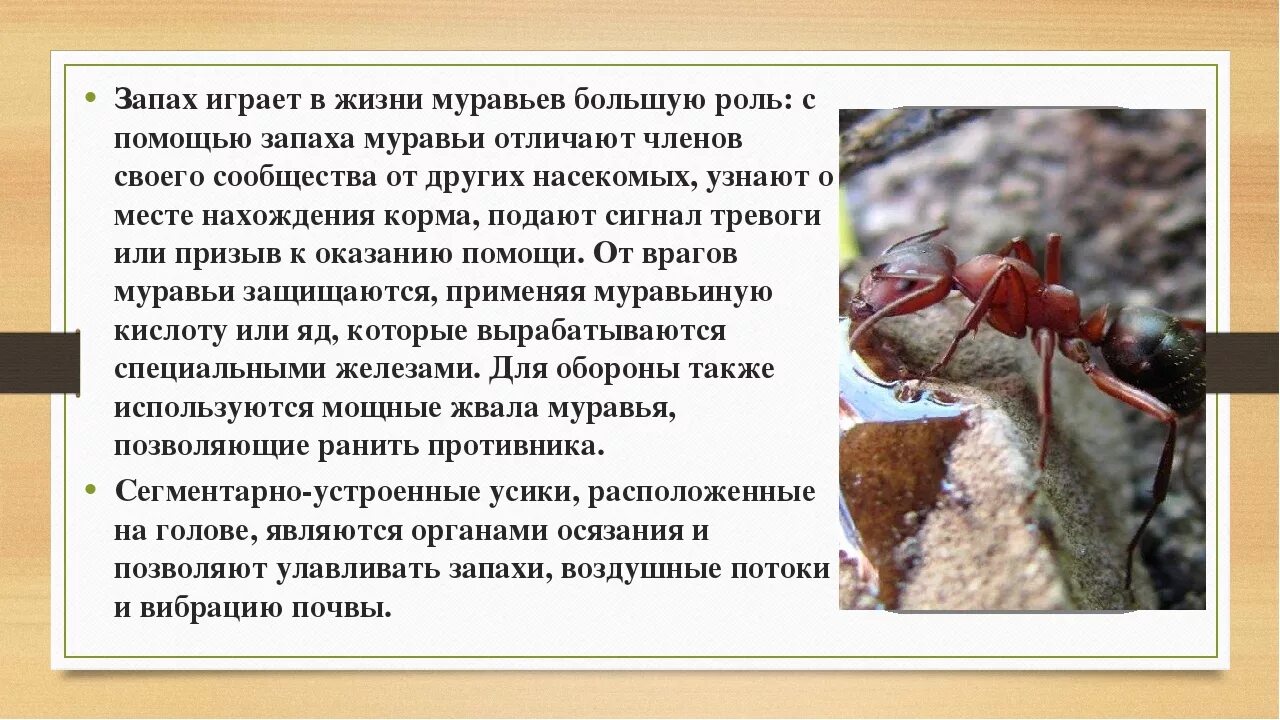 Образ жизни насекомых. Информация о муравьях. Доклад о муравьях. Сообщение про муравьев. Интересный материал о муравьях.