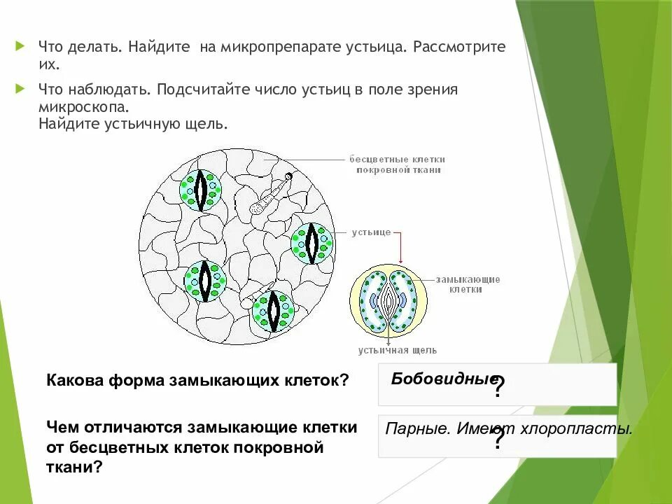 Видимое линейное поле микроскопа. Эритроциты в поле зрения. Поле зрения микроскопа. Покровная ткань строение устьиц. Количество в поле зрения микроскопа.