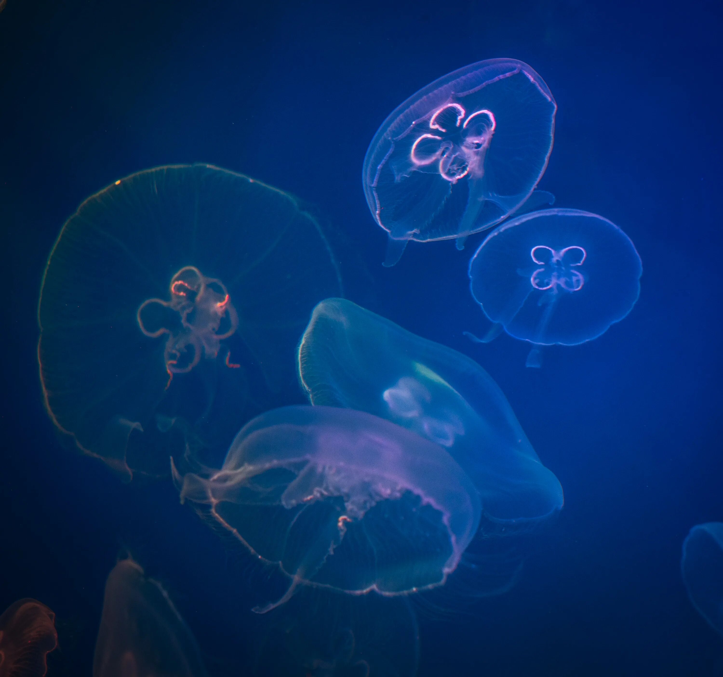 Медуза Turritopsis dohrnii. Медуза планктон. Биолюминесценция медузы. Бессмертная медуза Turritopsis.