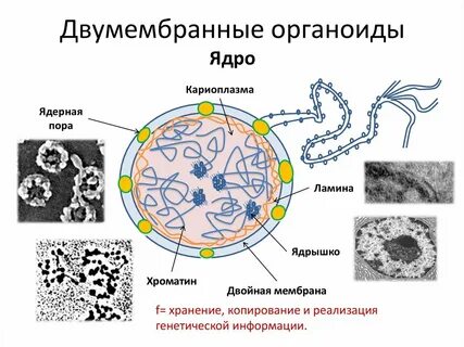 Ядро и органоиды клетки