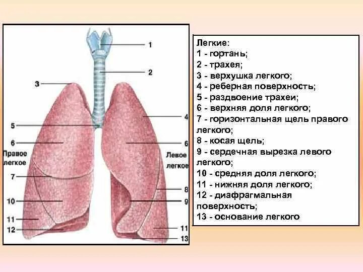 Располагающихся на верхушке